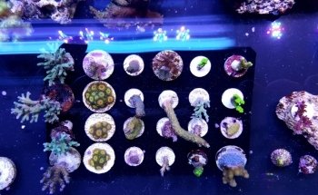 Sho Tank Aquariums