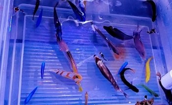 Sho Tank Aquariums