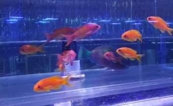 Sho Tank Aquariums