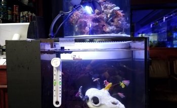 Sho Tank Aquariums