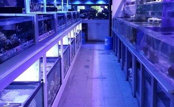 Sho Tank Aquariums