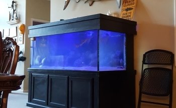 Sho Tank Aquariums