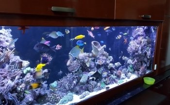 Sho Tank Aquariums