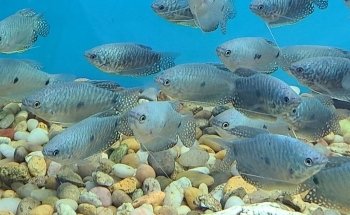 Beital's Aquariums Sales, Services & Ponds