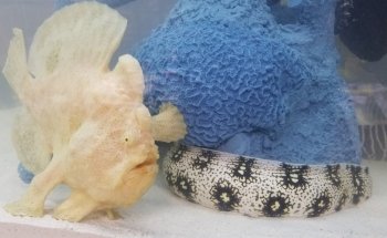 Beital's Aquariums Sales, Services & Ponds