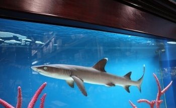 Beital's Aquariums Sales, Services & Ponds