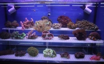 Beital's Aquariums Sales, Services & Ponds