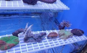 Beital's Aquariums Sales, Services & Ponds