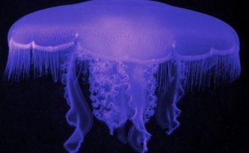 Acuario de la Costa Central