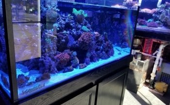 Robert's Reef