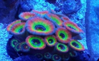 Robert's Reef