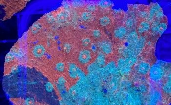 Robert's Reef