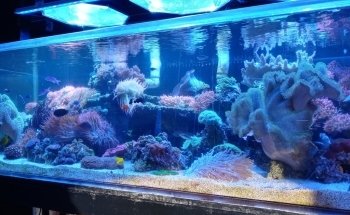 Robert's Reef