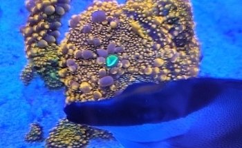 Robert's Reef
