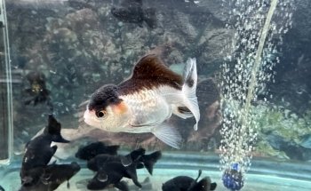 Pet Zone Tropical Fish