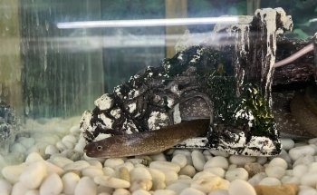 Pet Zone Tropical Fish