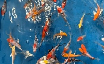 Pet Zone Tropical Fish