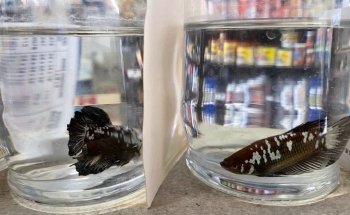 Pet Zone Tropical Fish