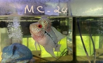 Pet Zone Tropical Fish