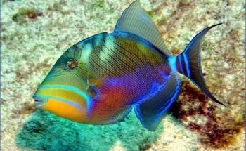 Aquatic Creations Ltd