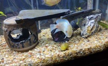 Aquatic Creations Ltd