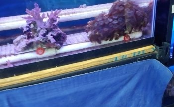 Richmond Aquarium LLC