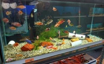 Richmond Aquarium LLC