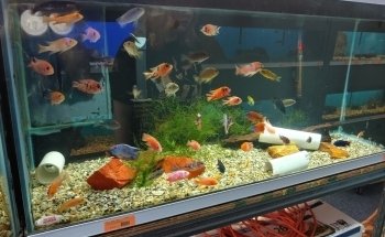Richmond Aquarium LLC