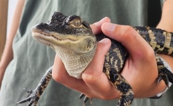 4-H Tidelands Nature Center