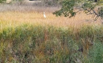 4-H Tidelands Nature Center