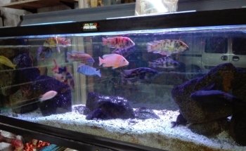Acuario Pira Vera