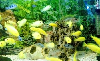 Acuario Pira Vera