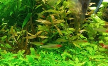 Acuario Pira Vera