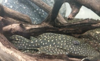 Acuario Pira Vera