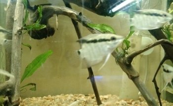Acuario Pira Vera