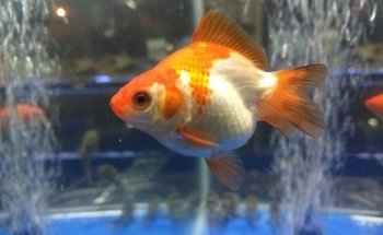 Pira Vera Aquarium