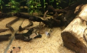 Acuario Pira Vera