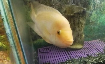 Acuario Pira Vera