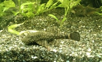 Acuario Pira Vera