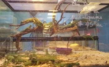 Fondren Fish & Pets
