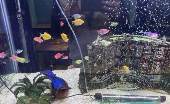 Fondren Fish & Pets