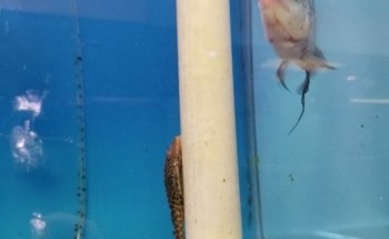 Fondren Fish & Pets