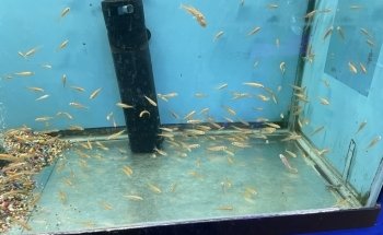 Fondren Fish & Pets