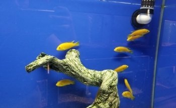 Fondren Peces y Mascotas