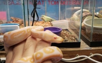 Fondren Fish & Pets