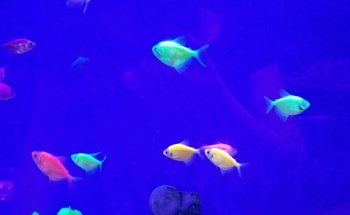 Fondren Fish & Pets