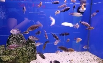 Fondren Fish & Pets