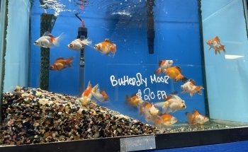 Fondren Fish & Pets