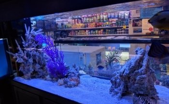Mark's Tropical Fish