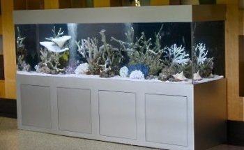 Mark's Tropical Fish
